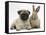 Fawn Pug Puppy, 8 Weeks, and Young Rabbit-Mark Taylor-Framed Stretched Canvas