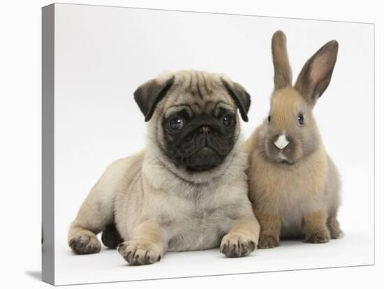 Fawn Pug Puppy, 8 Weeks, and Young Rabbit-Mark Taylor-Stretched Canvas