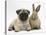 Fawn Pug Puppy, 8 Weeks, and Young Rabbit-Mark Taylor-Stretched Canvas