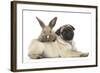 Fawn Pug Puppy, 8 Weeks, and Young Rabbit-Mark Taylor-Framed Photographic Print