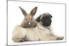 Fawn Pug Puppy, 8 Weeks, and Young Rabbit-Mark Taylor-Mounted Photographic Print