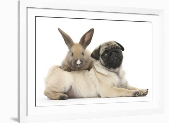 Fawn Pug Puppy, 8 Weeks, and Young Rabbit-Mark Taylor-Framed Photographic Print