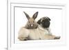 Fawn Pug Puppy, 8 Weeks, and Young Rabbit-Mark Taylor-Framed Photographic Print