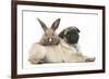 Fawn Pug Puppy, 8 Weeks, and Young Rabbit-Mark Taylor-Framed Photographic Print