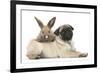 Fawn Pug Puppy, 8 Weeks, and Young Rabbit-Mark Taylor-Framed Photographic Print