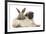 Fawn Pug Puppy, 8 Weeks, and Young Rabbit-Mark Taylor-Framed Photographic Print