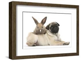 Fawn Pug Puppy, 8 Weeks, and Young Rabbit-Mark Taylor-Framed Photographic Print