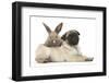 Fawn Pug Puppy, 8 Weeks, and Young Rabbit-Mark Taylor-Framed Photographic Print