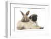 Fawn Pug Puppy, 8 Weeks, and Young Rabbit-Mark Taylor-Framed Photographic Print