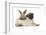 Fawn Pug Puppy, 8 Weeks, and Young Rabbit-Mark Taylor-Framed Photographic Print