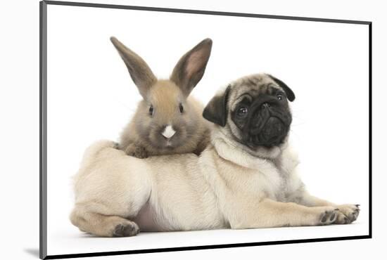 Fawn Pug Puppy, 8 Weeks, and Young Rabbit-Mark Taylor-Mounted Photographic Print