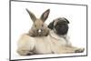 Fawn Pug Puppy, 8 Weeks, and Young Rabbit-Mark Taylor-Mounted Photographic Print