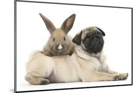 Fawn Pug Puppy, 8 Weeks, and Young Rabbit-Mark Taylor-Mounted Photographic Print