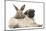 Fawn Pug Puppy, 8 Weeks, and Young Rabbit-Mark Taylor-Mounted Photographic Print