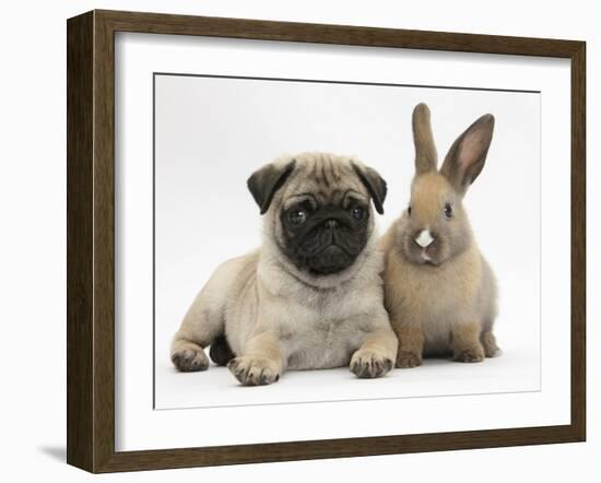 Fawn Pug Puppy, 8 Weeks, and Young Rabbit-Mark Taylor-Framed Photographic Print