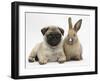 Fawn Pug Puppy, 8 Weeks, and Young Rabbit-Mark Taylor-Framed Photographic Print