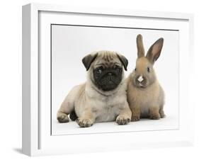 Fawn Pug Puppy, 8 Weeks, and Young Rabbit-Mark Taylor-Framed Photographic Print