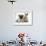 Fawn Pug Puppy, 8 Weeks, and Young Rabbit-Mark Taylor-Framed Photographic Print displayed on a wall