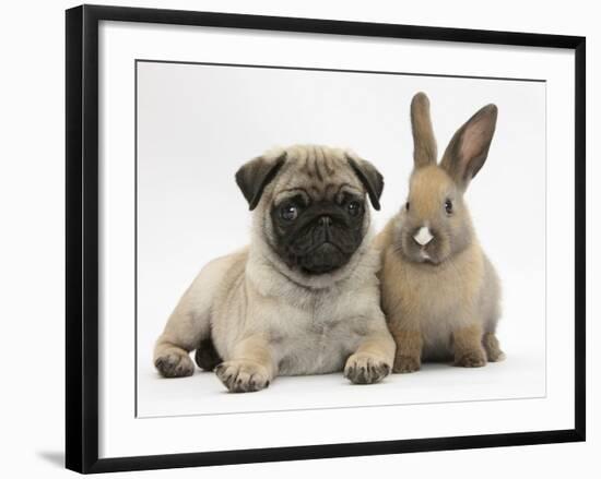 Fawn Pug Puppy, 8 Weeks, and Young Rabbit-Mark Taylor-Framed Photographic Print