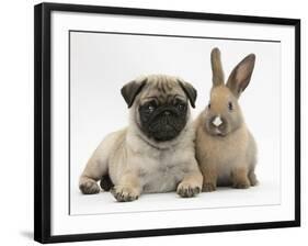 Fawn Pug Puppy, 8 Weeks, and Young Rabbit-Mark Taylor-Framed Photographic Print