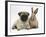 Fawn Pug Puppy, 8 Weeks, and Young Rabbit-Mark Taylor-Framed Photographic Print