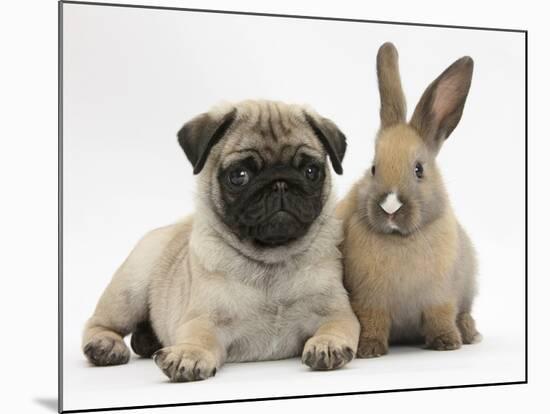 Fawn Pug Puppy, 8 Weeks, and Young Rabbit-Mark Taylor-Mounted Photographic Print