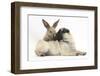 Fawn Pug Puppy, 8 Weeks, and Young Rabbit-Mark Taylor-Framed Photographic Print