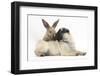 Fawn Pug Puppy, 8 Weeks, and Young Rabbit-Mark Taylor-Framed Photographic Print