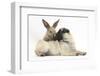 Fawn Pug Puppy, 8 Weeks, and Young Rabbit-Mark Taylor-Framed Photographic Print