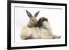 Fawn Pug Puppy, 8 Weeks, and Young Rabbit-Mark Taylor-Framed Photographic Print