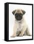 Fawn Pug Puppy, 8 Weeks, Sitting-Mark Taylor-Framed Stretched Canvas