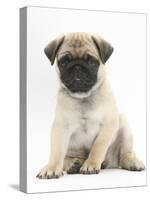 Fawn Pug Puppy, 8 Weeks, Sitting-Mark Taylor-Stretched Canvas