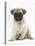Fawn Pug Puppy, 8 Weeks, Sitting-Mark Taylor-Stretched Canvas
