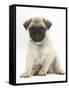 Fawn Pug Puppy, 8 Weeks, Sitting-Mark Taylor-Framed Stretched Canvas