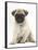 Fawn Pug Puppy, 8 Weeks, Sitting-Mark Taylor-Framed Stretched Canvas