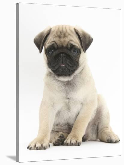 Fawn Pug Puppy, 8 Weeks, Sitting-Mark Taylor-Stretched Canvas