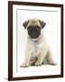 Fawn Pug Puppy, 8 Weeks, Sitting-Mark Taylor-Framed Photographic Print