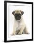 Fawn Pug Puppy, 8 Weeks, Sitting-Mark Taylor-Framed Photographic Print