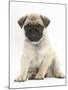 Fawn Pug Puppy, 8 Weeks, Sitting-Mark Taylor-Mounted Photographic Print