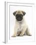 Fawn Pug Puppy, 8 Weeks, Sitting-Mark Taylor-Framed Photographic Print