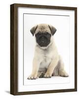 Fawn Pug Puppy, 8 Weeks, Sitting-Mark Taylor-Framed Photographic Print