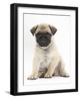 Fawn Pug Puppy, 8 Weeks, Sitting-Mark Taylor-Framed Photographic Print