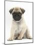 Fawn Pug Puppy, 8 Weeks, Sitting-Mark Taylor-Mounted Photographic Print