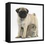 Fawn Pug Puppy, 8 Weeks, Standing over Young Rabbit-Mark Taylor-Framed Stretched Canvas