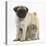 Fawn Pug Puppy, 8 Weeks, Standing over Young Rabbit-Mark Taylor-Stretched Canvas