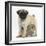 Fawn Pug Puppy, 8 Weeks, Standing over Young Rabbit-Mark Taylor-Framed Premium Photographic Print