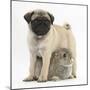 Fawn Pug Puppy, 8 Weeks, Standing over Young Rabbit-Mark Taylor-Mounted Premium Photographic Print