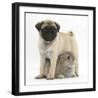 Fawn Pug Puppy, 8 Weeks, Standing over Young Rabbit-Mark Taylor-Framed Photographic Print
