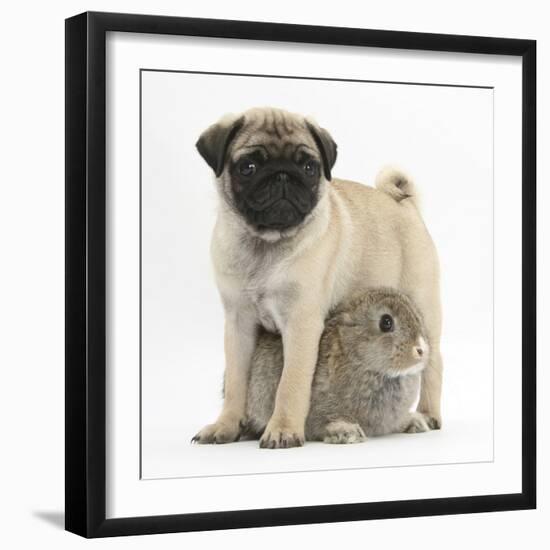 Fawn Pug Puppy, 8 Weeks, Standing over Young Rabbit-Mark Taylor-Framed Photographic Print