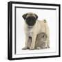 Fawn Pug Puppy, 8 Weeks, Standing over Young Rabbit-Mark Taylor-Framed Photographic Print